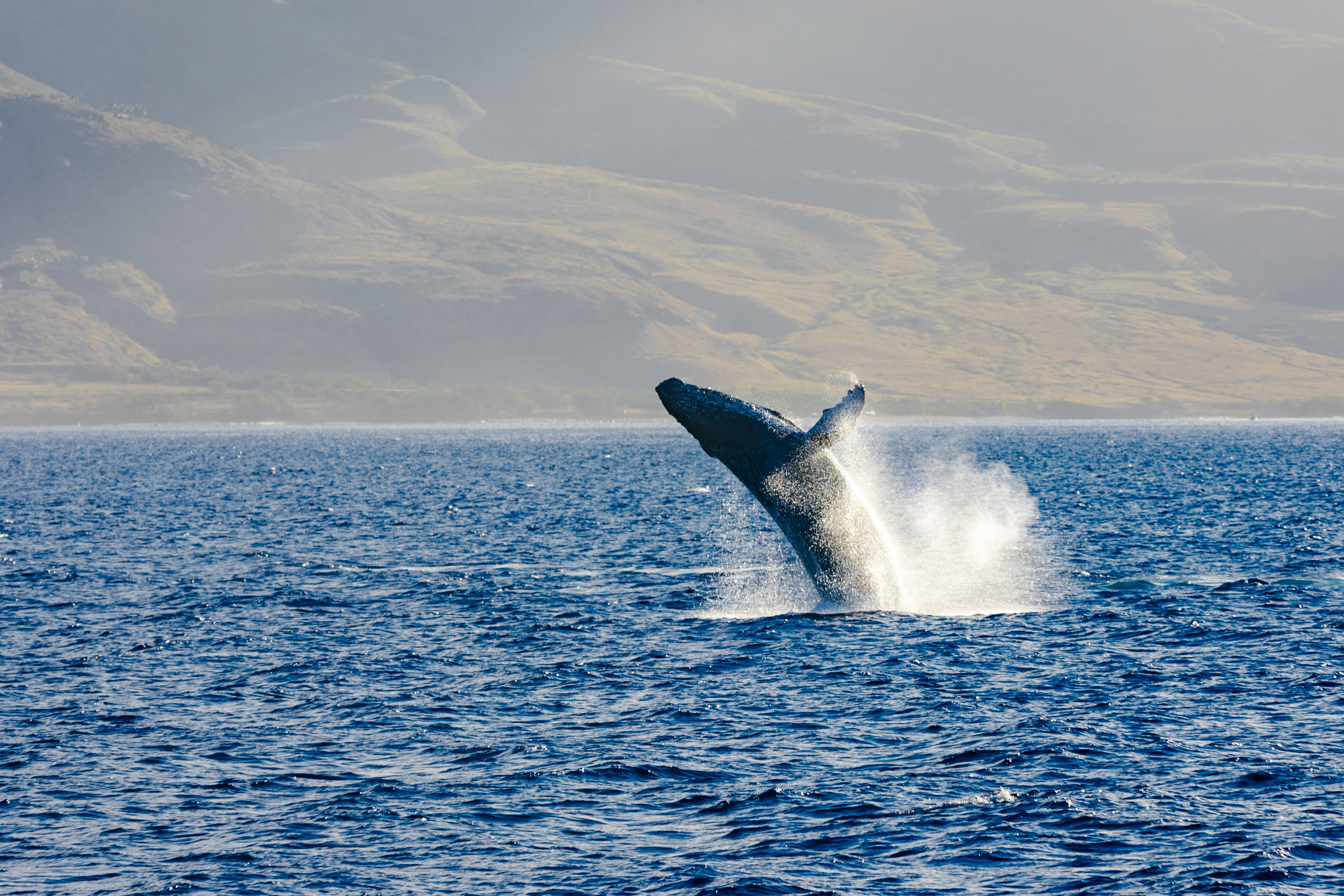 humpback-whales-maui