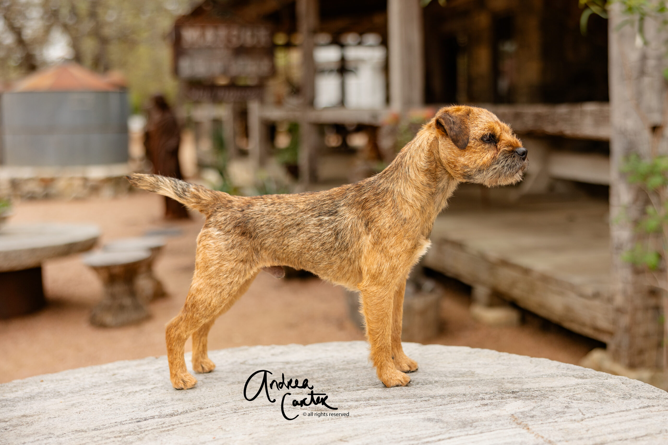 show-dog-photography-whiskey-border-terrier